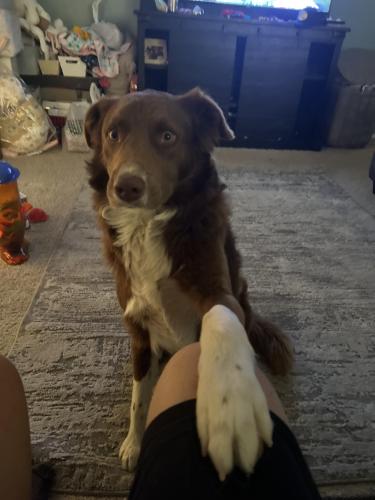 Lost Male Dog last seen Highway 395 and Bear Valley, Victorville, CA 92392