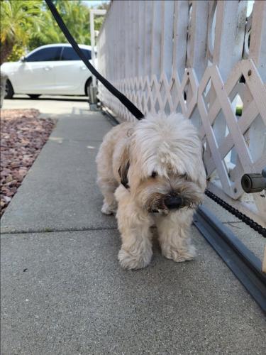 Lost Female Dog last seen atlantic and slauson , Maywood, CA 90270