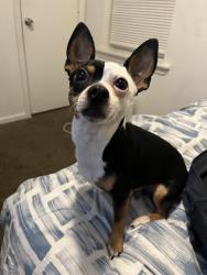 Lost Male Dog last seen 64th Mozart, Chicago, IL 60629