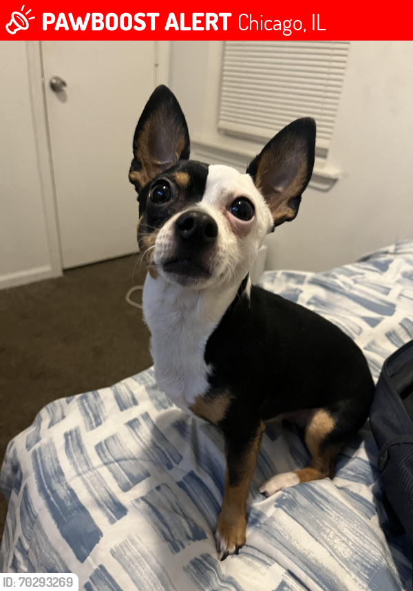 Lost Male Dog last seen 64th Mozart, Chicago, IL 60629
