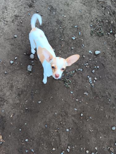 Lost Female Dog last seen Antigua st y bienville, Anaheim, CA 92804