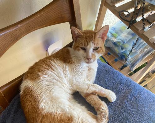 Lost Male Cat last seen K10 & 22nd Street West, Lancaster, CA 93536