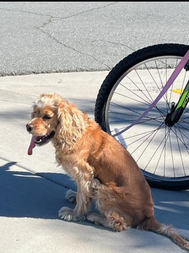 Lost Female Dog last seen Midway, Escondido, CA 92027