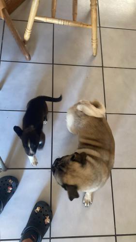 Lost Male Dog last seen Near Hunter St Perris CA United States, Mead Valley, CA 92570