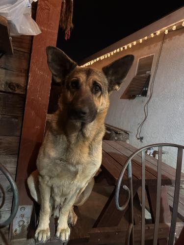 Lost Male Dog last seen Pock, Stockton, CA 95206