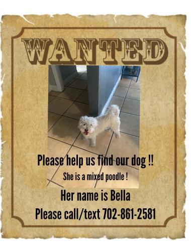 Lost Female Dog last seen By Ann road and Clayton , North Las Vegas, NV 89031