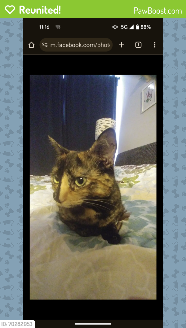 Reunited Female Cat last seen Saint George Street and 26th avenue, Vancouver, BC V5V 4A2
