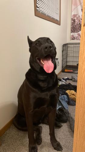 Lost Male Dog last seen 78th and Alkire, Arvada, CO 80005