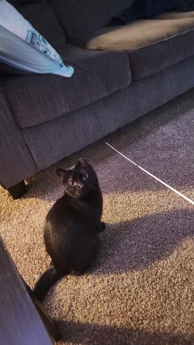 Lost Female Cat last seen Sertoma and 53rd, Sioux Falls, SD 57106