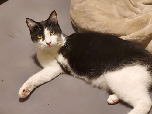 Lost Male Cat last seen corner of johnson point and 63rd, Olympia, WA 98516