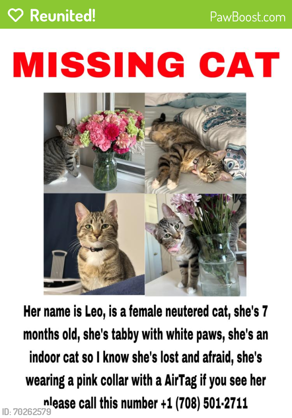 Reunited Female Cat last seen Near 121st ST Blue Island , Blue Island, IL 60406