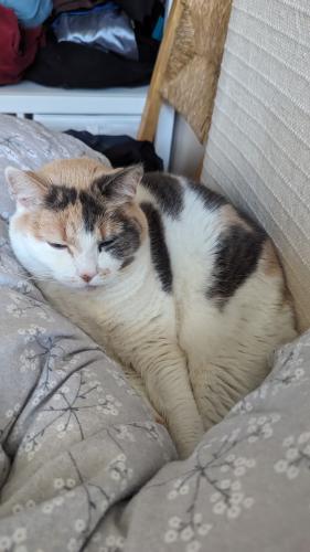 Lost Female Cat last seen 39th at Gladstone, Vancouver, BC V5P 1H8
