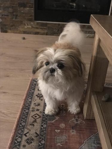 Lost Female Dog last seen Langley 200 Business Centre, Langley Township, BC V2Y 0B3