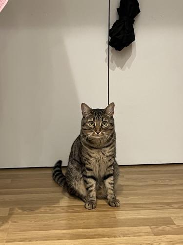 Lost Male Cat last seen Orbit at the Olympic Park, Greater London, England E20 2AD