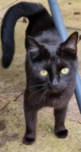 Lost Female Cat last seen stan Centre, Nottingham, England NG3 4FT