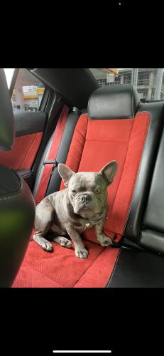 Lost Male Dog last seen Standford & 110th, Los Angeles, CA 90059
