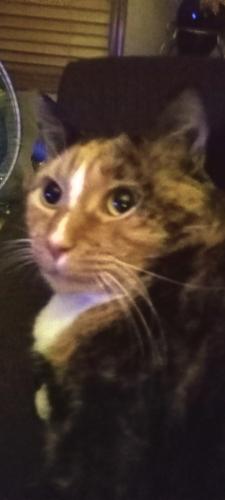 Lost Female Cat last seen Fairgrove, hwy E, Marshfield, MO 65706