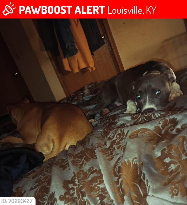 Lost Male Dog last seen Lower hunters, Louisville, KY 40258
