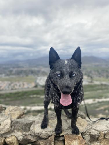 Lost Male Dog last seen Lincoln Elementary , Ontario, CA 91764