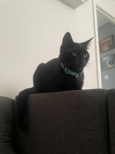 Lost Male Cat last seen Monument road , Surrey, England KT13