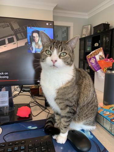 Lost Female Cat last seen Trail Wood and Copley Mountain, Durham, NC 27705