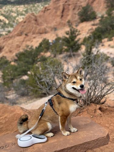 Lost Female Dog last seen Edith and Osuna , Albuquerque, NM 87113