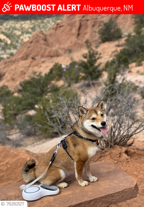 Lost Female Dog last seen Edith and Osuna , Albuquerque, NM 87113