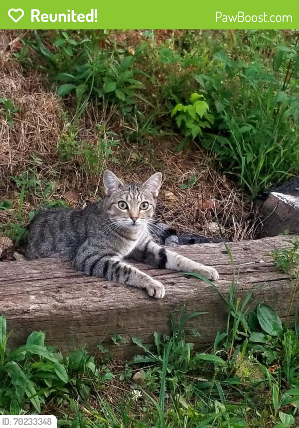 Reunited Female Cat last seen Stormer road Knoxville TN, Knoxville, TN 37918