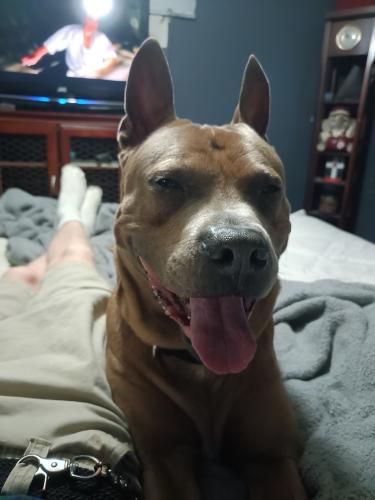 Lost Male Dog last seen The foundry apmts Governors drive, Huntsville, AL 35801