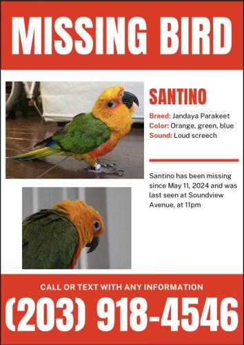 Lost Male Bird last seen Cummings park, Stamford, CT 06902
