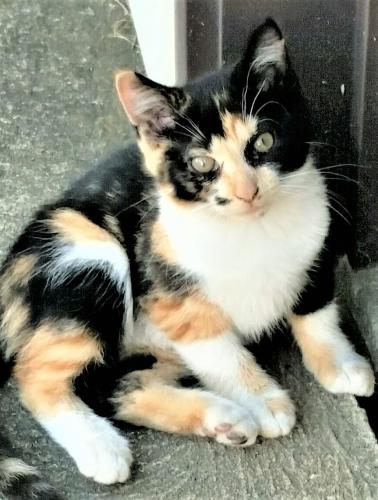Lost Female Cat last seen Memphis Ave, Shadyside and Fulton Pky, Cleveland, OH 44144