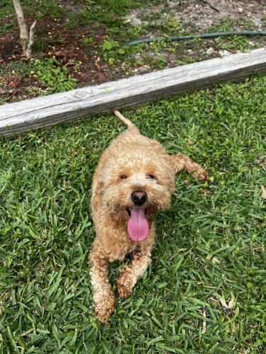Lost Male Dog last seen Tanager , Houston, TX 77074