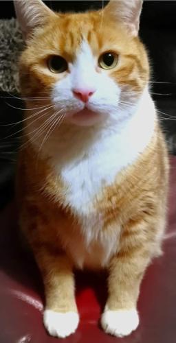 Lost Male Cat last seen McDonald's bury new road, Greater Manchester, England M7 2AJ