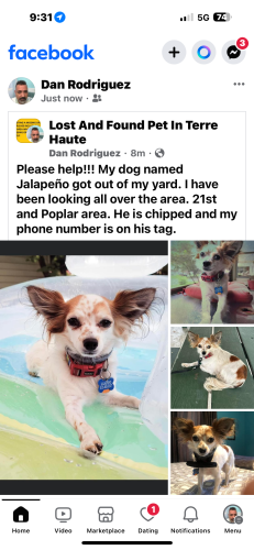 Lost Male Dog last seen 21st and Poplar, Terre Haute, IN 47807