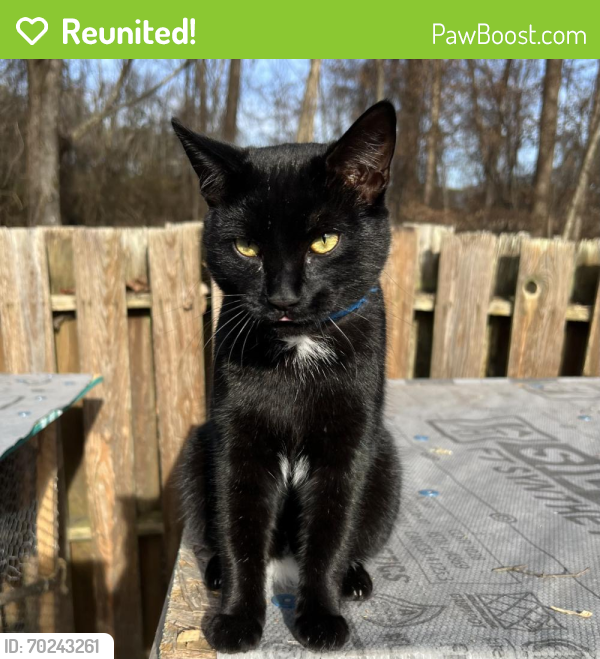 Reunited Male Cat last seen Woodard road, woods , Johnston County, NC 27569