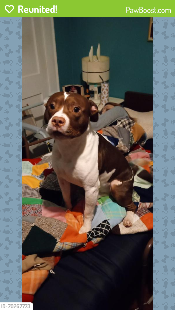 Reunited Male Dog last seen Near Melrose dr, Shelby, NC 28152