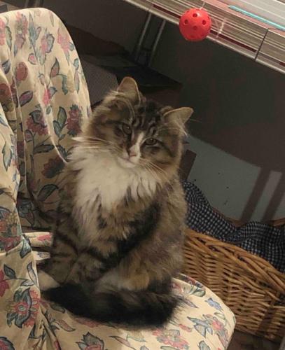 Lost Male Cat last seen County Rd D, Vadnais Heights, MN 55110