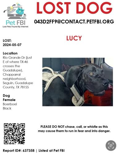 Lost Female Dog last seen Navasota Ln, Seguin, TX 78155