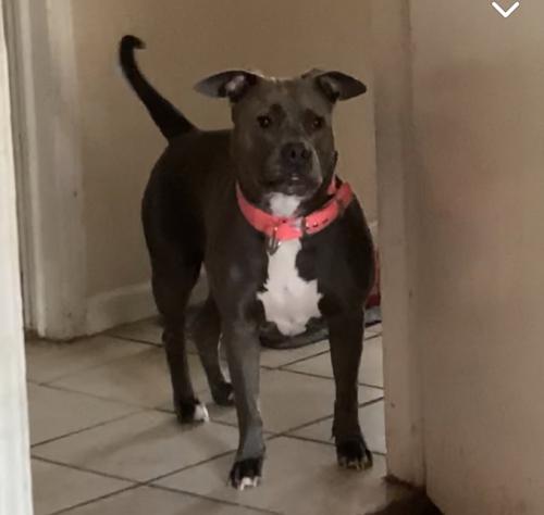 Lost Female Dog last seen Off of river st, Anderson, SC 29624