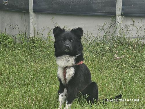 Lost Male Dog last seen Near rices crossing taylor, tx 76574, Taylor, TX 76574