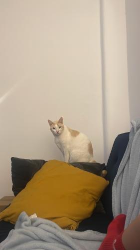 Lost Male Cat last seen W14 9BH, Greater London, England W14 9BH