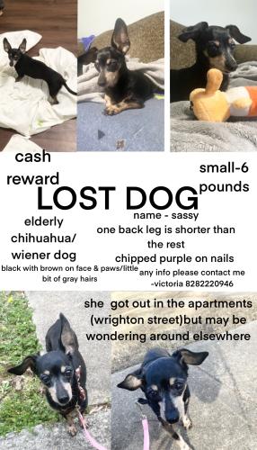 Lost Female Dog last seen 111a wrighton street morganton nc 28655, Morganton, NC 28655