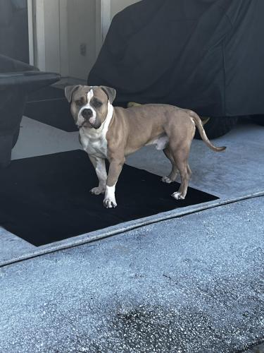 Lost Male Dog last seen Sandalwood, Jacksonville, FL 32246