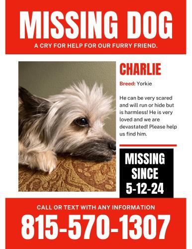 Lost Male Dog last seen Bridgeport area, Chicago, IL 60620
