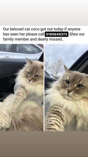Lost Female Cat last seen Tecumseh and Campbell , Windsor, ON N9B 1V3