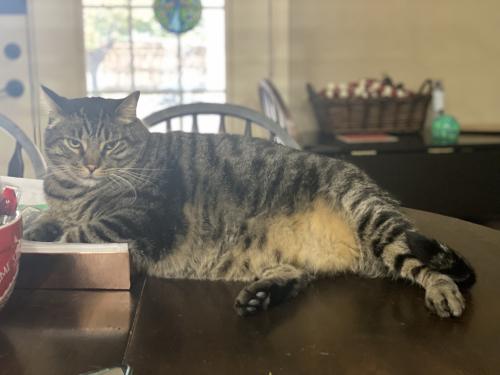 Lost Male Cat last seen Tree Lake Dr. and Rosalie Dr. , Waco, TX 76708