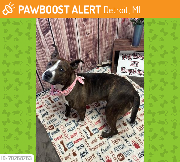 Shelter Stray Female Dog last seen Near BLOCK LANCASHIRE ST, DETROIT, MI 48223, Detroit, MI 48211