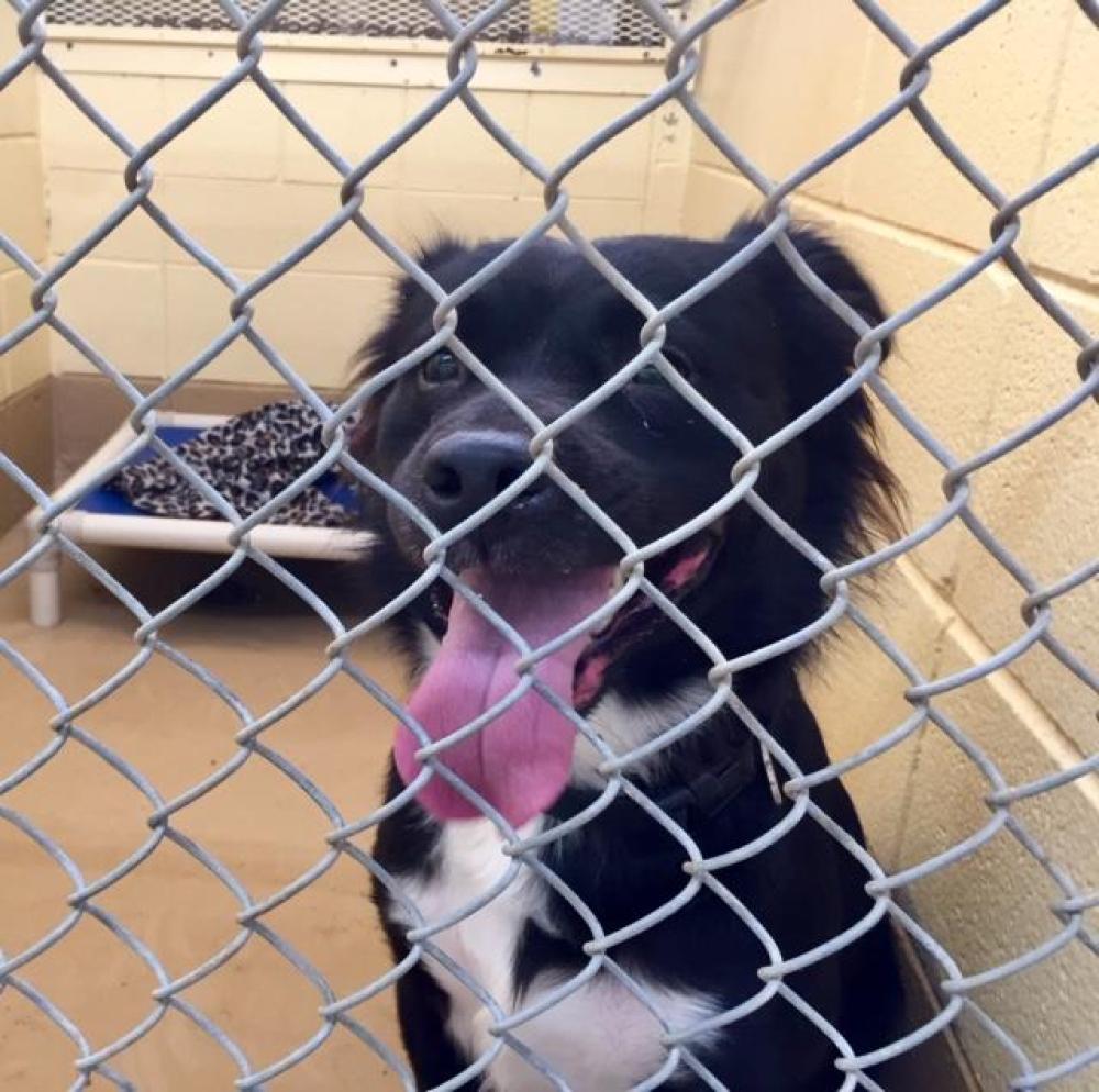 Shelter Stray Male Dog last seen Near BLOCK RIME VILLAGE APT. 207, Huntsville, AL 35805