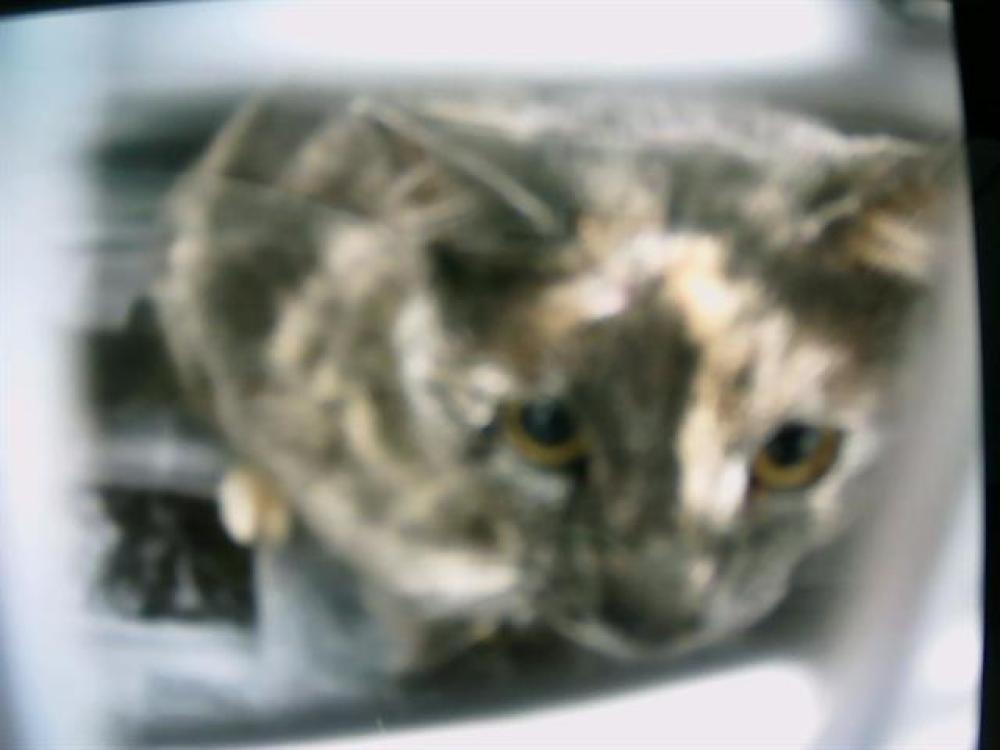 Shelter Stray Female Cat last seen HUNTERSVILLE, Charlotte, NC 28217