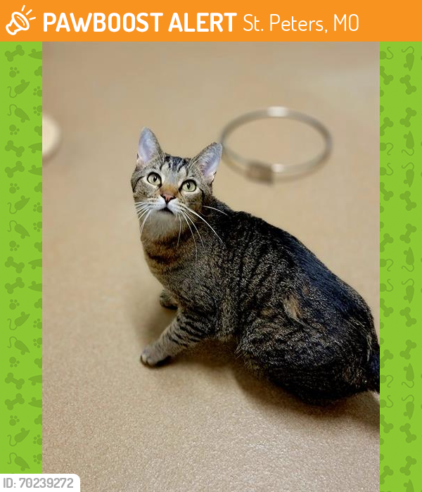 Shelter Stray Male Cat last seen ST CHARLES CO, St. Peters, MO 63376